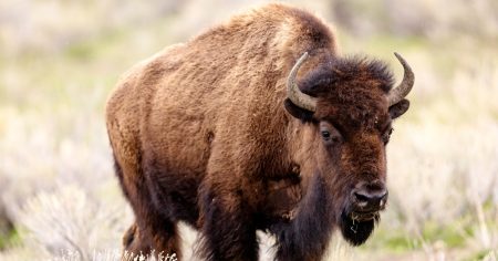 230717 yellowstone national park bison 2022 ac 827p 6a829a