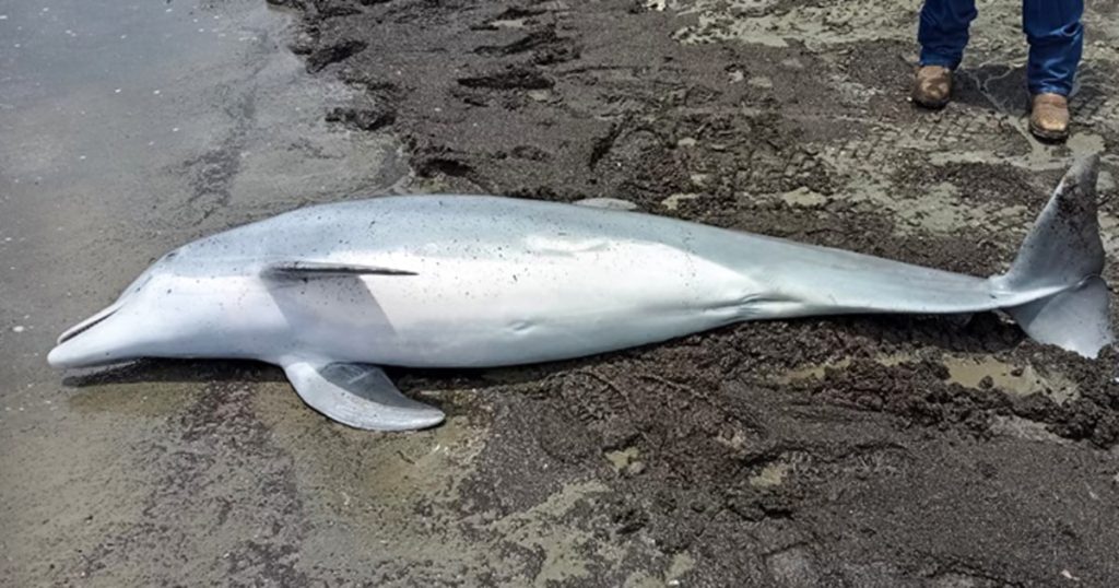 240424 Stranded juvenile bottlenose dolphin ew 200p e80d1a