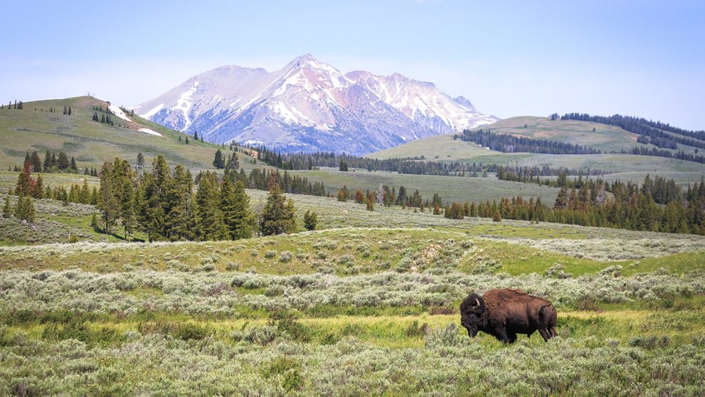 Bison and Electric Peak Yellowstone @joshmettenphoto
