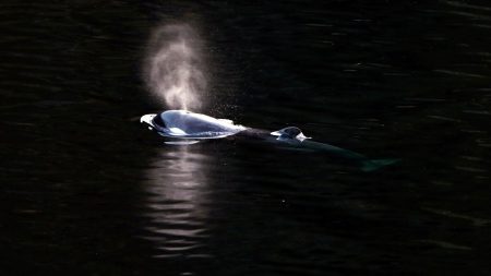 Canada Killer Whale Calf