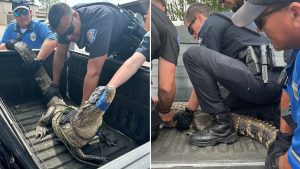 GSPD officers with alligator