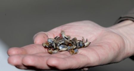 Invasive quagga mussels