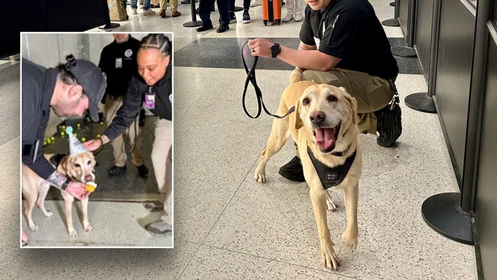 Messi TSA Dog inset