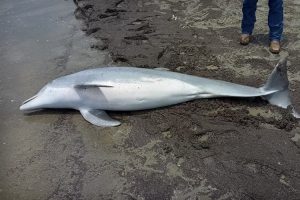 dolphin found dead florida beach 80570831