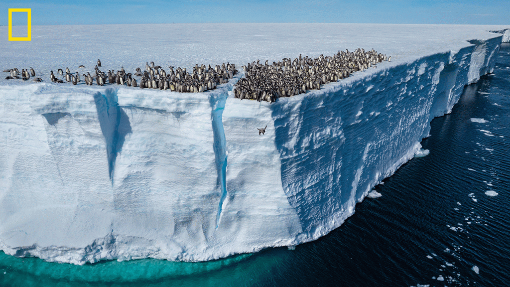 emperor penguin antartica