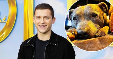 feature2 Tom Holland Mourns Death of Family Dog Tessa