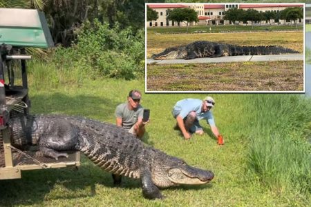 12 foot gator relocated visiting 82330700