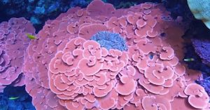1715135364842 now staytuned georgia aquarium coral 240507 1920x1080 7ub15b