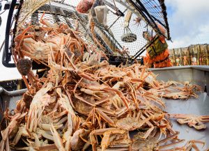 Crabs On Deck BeringSeaOpis2387