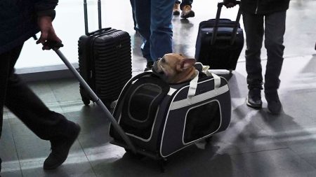 Dog Travel Health Rules Explainer