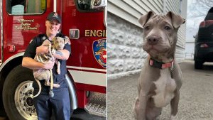 Firemen adopts dog split