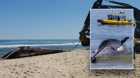 Giant endangered whale found dead lying across cruise ship bow heade