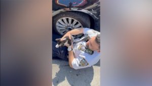NYPD Lieutenant saves kitten stuck under car in Brooklyn