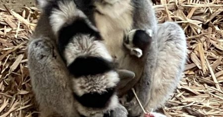 Ring tailed Lemur Pup
