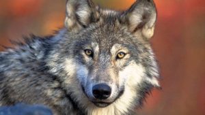 Wolf Hunt Lawsuit