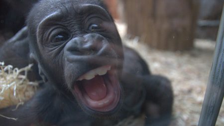 baby gorilla te 1181187