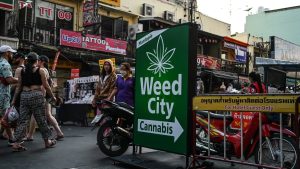 bangkok cannabis 7