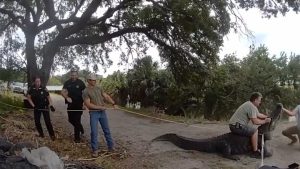 florida authorities remove massive alligator 2 720