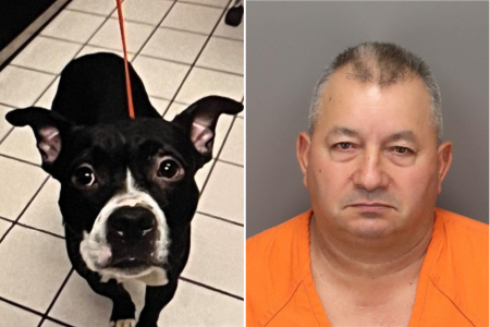 florida dog owner arrested after pet decapitated