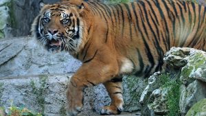 sumatran tiger 3