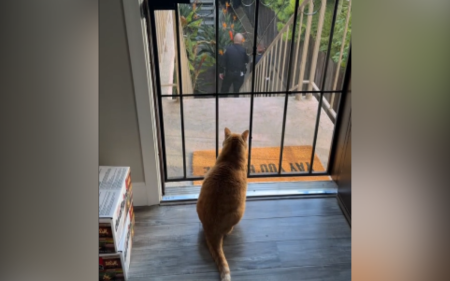 sunny cat watching police