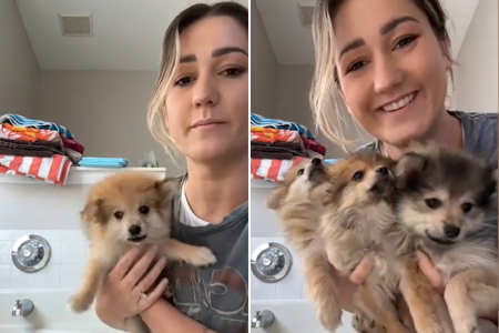 woman fosters three puppies