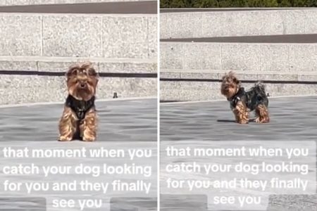 yorkie searching owner